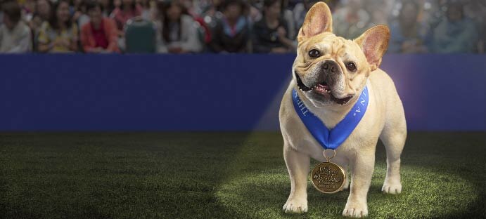 Stream the 2023 National Dog Show Online Peacock