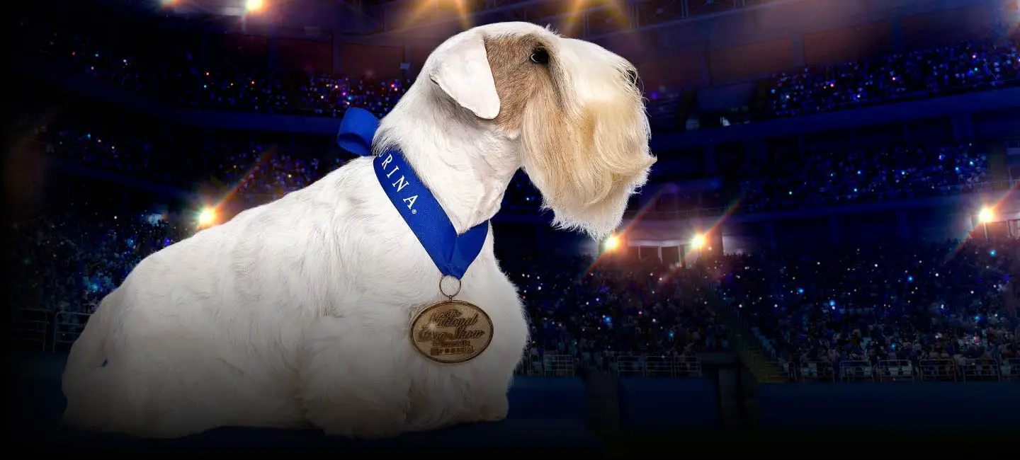 National Dog Show Image