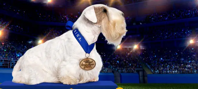 National Dog Show Image