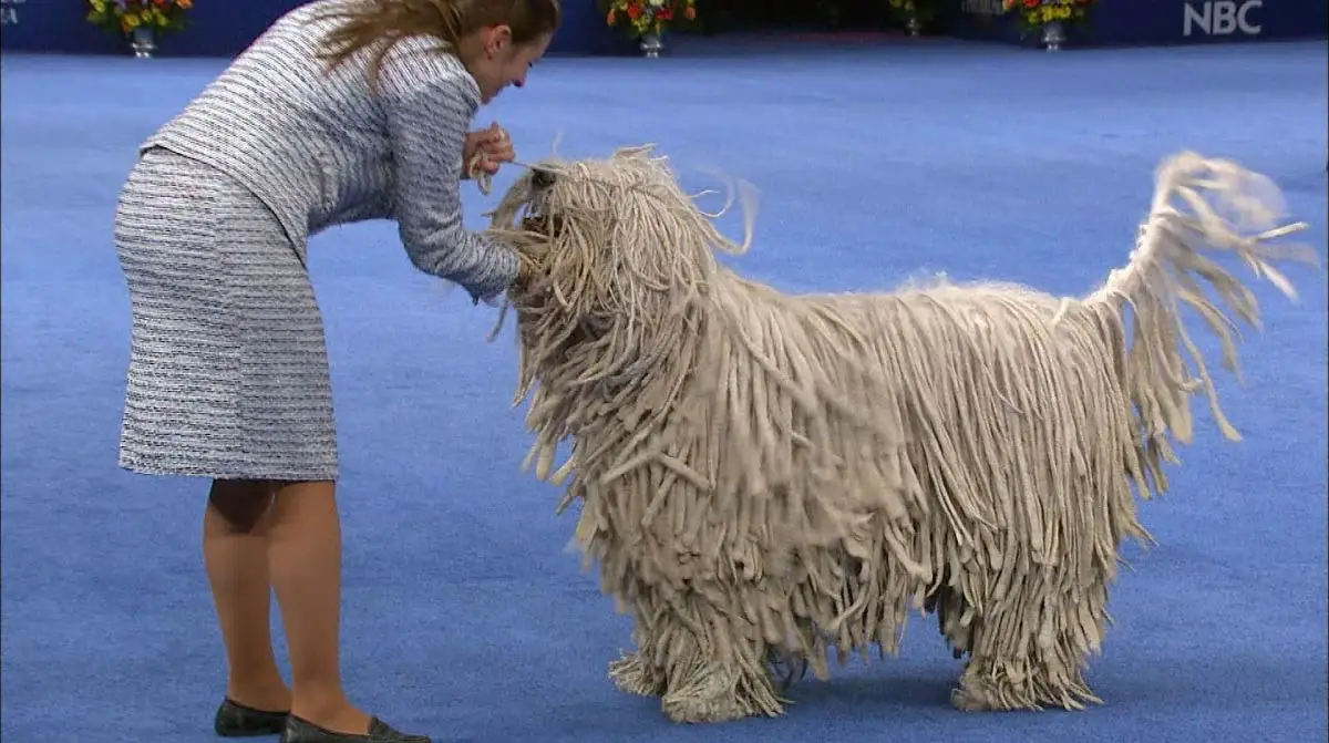 National Dog Show Image