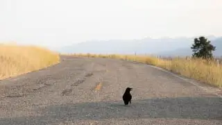Yellowstone S4 Episode 1