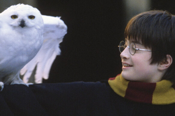 Harry (Daniel Radcliffe) with an owl in Harry Potter and the Sorcerer's Stone (2001).