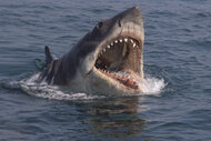 Jaws