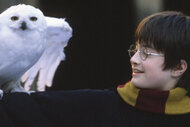 Harry (Daniel Radcliffe) with an owl in Harry Potter and the Sorcerer's Stone (2001).