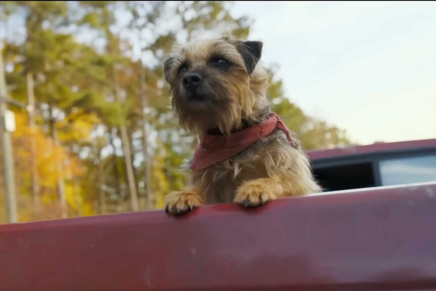 Reggie standing up with his paws in the back of a car in Strays (2023).