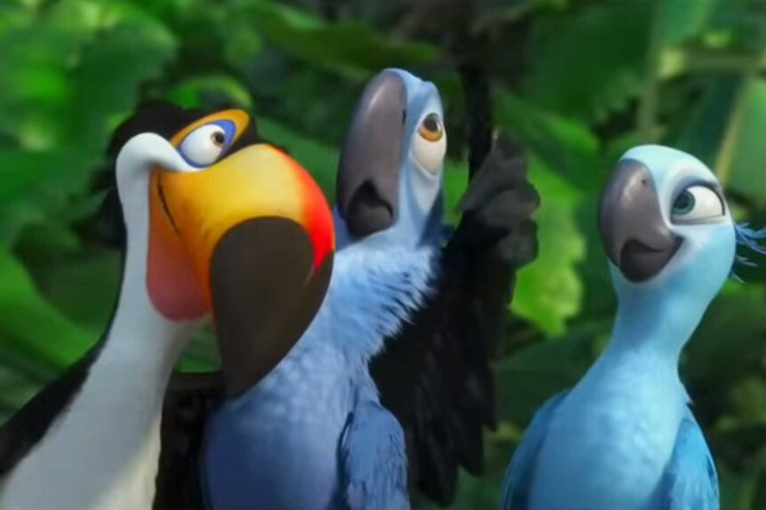 A tucan bird and blue birds huddled together in Rio (2011).